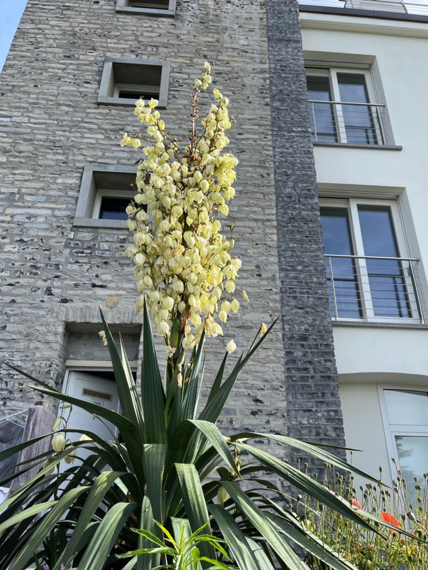 Penthouse - Villa Cardano 科莫 外观 照片